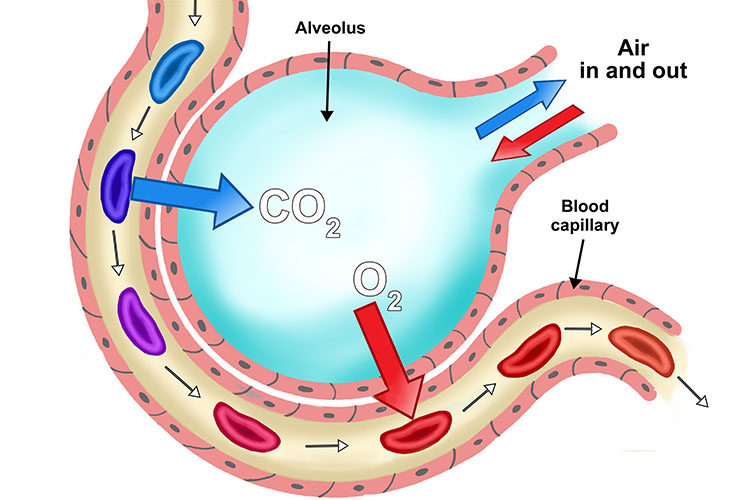 Diagram shows how CO2 diffuses out of blood flow and diffusion of O2 into blood flow